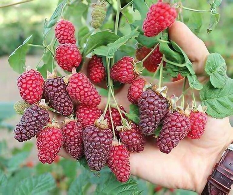 Rubus fruticosus x idaeus "Tayberry"