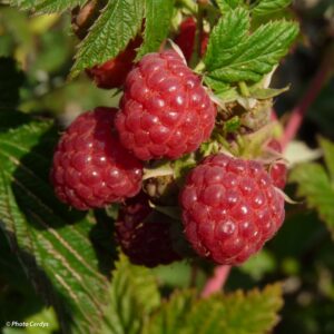 Rubus idaeus "Autumn First"