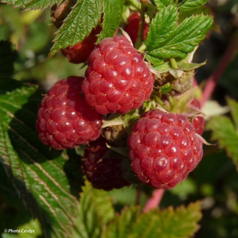 Rubus idaeus "Autumn First"