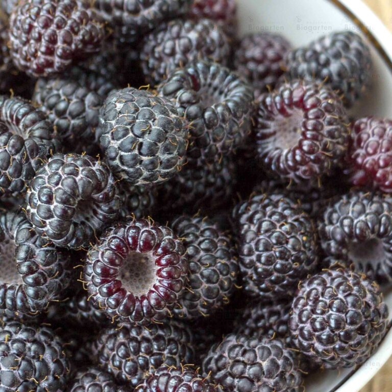 Rubus occidentalis "Jewel"