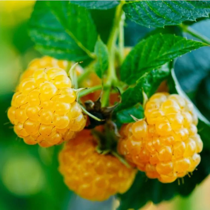 Rubus idaeus "Fallgold"