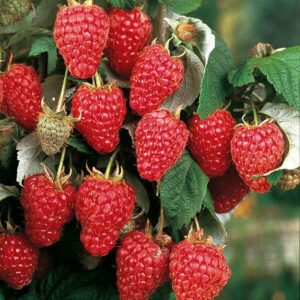 Rubus idaeus "Heritage"