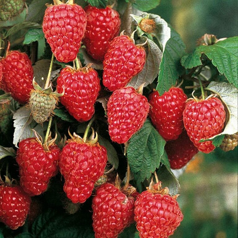 Малина "Heritage" (Rubus idaeus "Heritage")