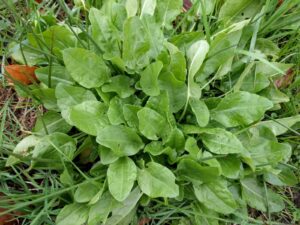 Rumex acetosa, 9 cm vazonas