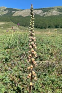 Digitalis ferruginea 15 cm pott