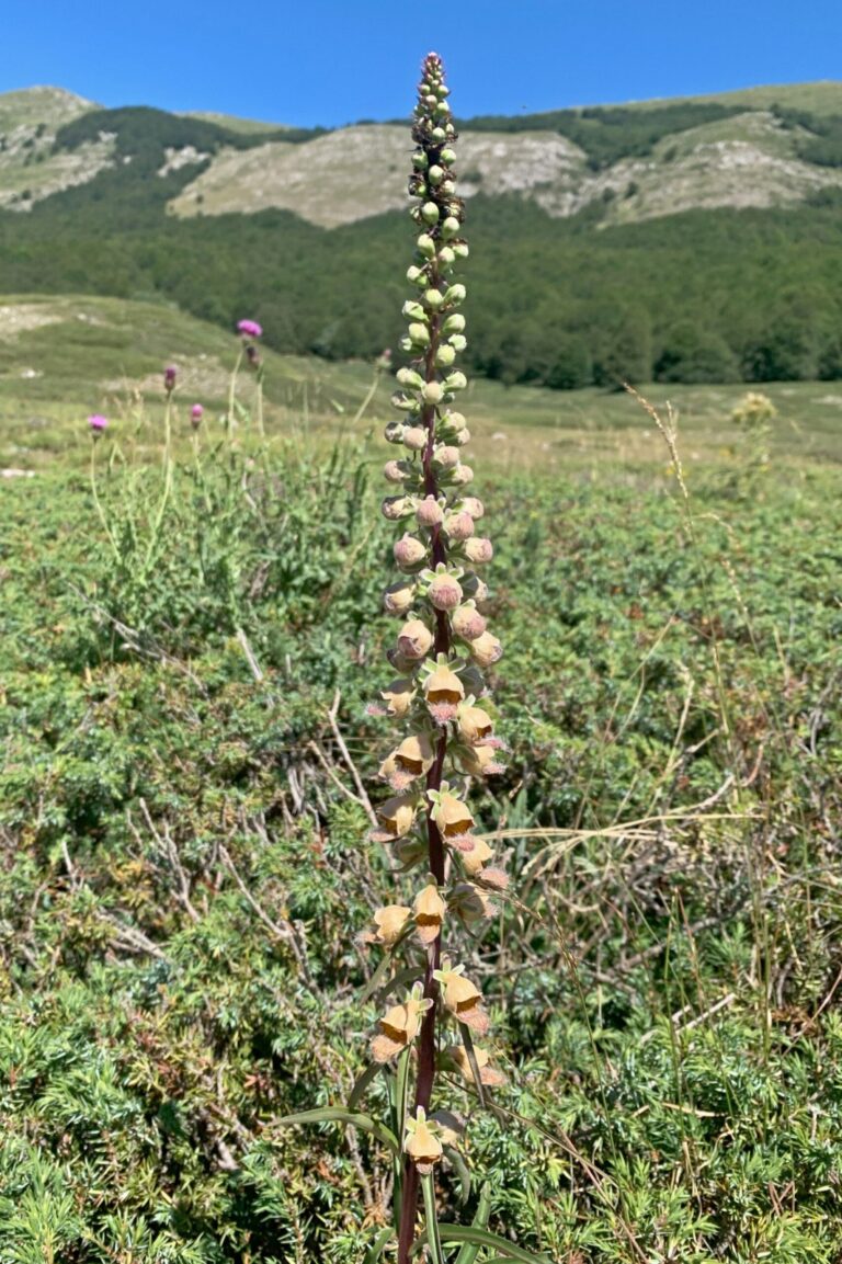 Digitalis ferruginea 15 cm pott