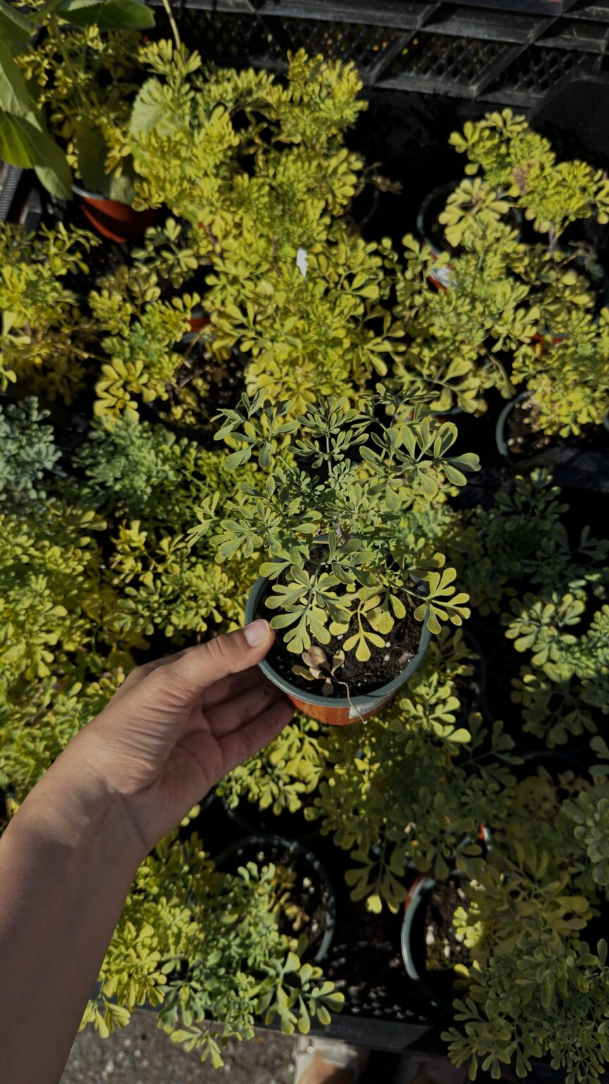 Ruta graveolens
