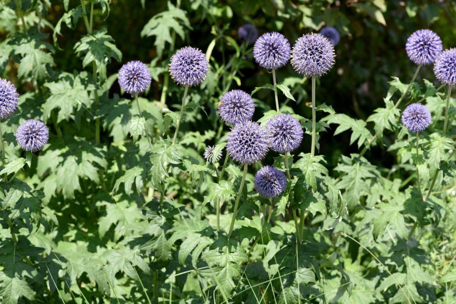 Мордовник обыкновенный Echinops ritro