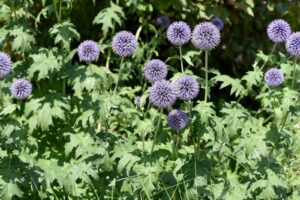Echinops ritro