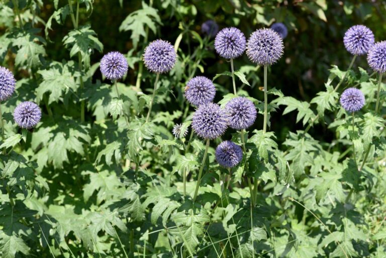 Echinops ritro