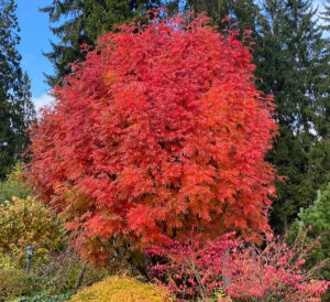 Sorbus commixta "Dodong"