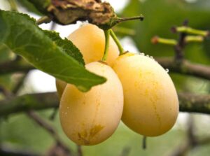 Prunus domestica "Gult Äggplommon"