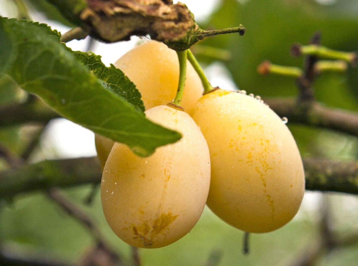 Prunus domestica "Gult Äggplommon"