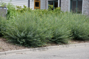 Salix purpurea "Nana"