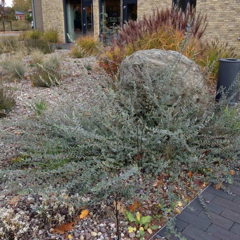 Salix repens "Nitida"