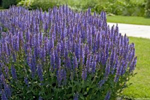 Salvia nemorosa "Blauhügel"