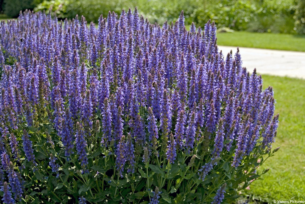 Salvia nemorosa "Blauhügel"