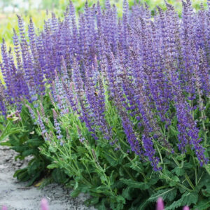 Salvia nemorosa "Mainacht"