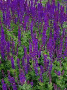 Salvia nemorosa "Ostfriesland"