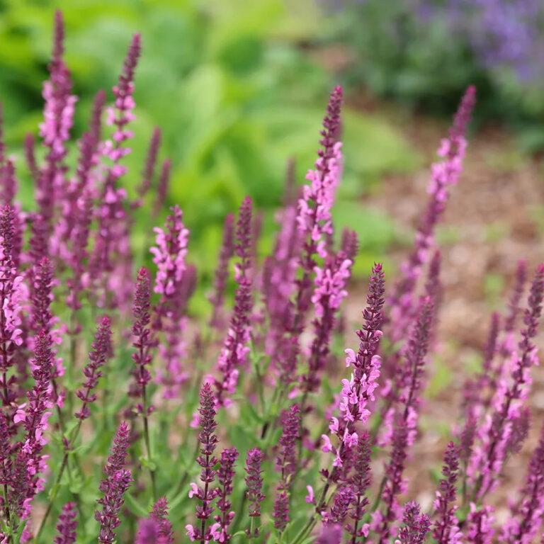 Salvia nemorosa "Rose Queen"
