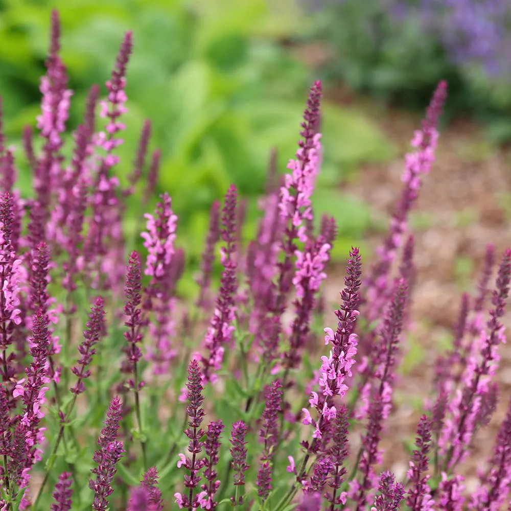 Salvia nemorosa "Rose Queen"