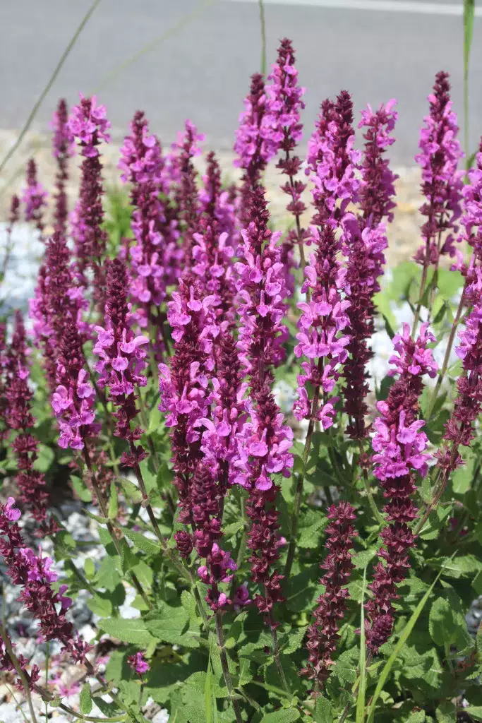 Salvia nemorosa "Sensation Deep Rose"