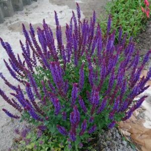 Salvia nemorosa "Violet Konigin"