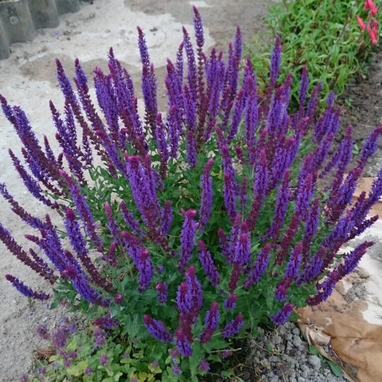 Salvia nemorosa "Violet Konigin"