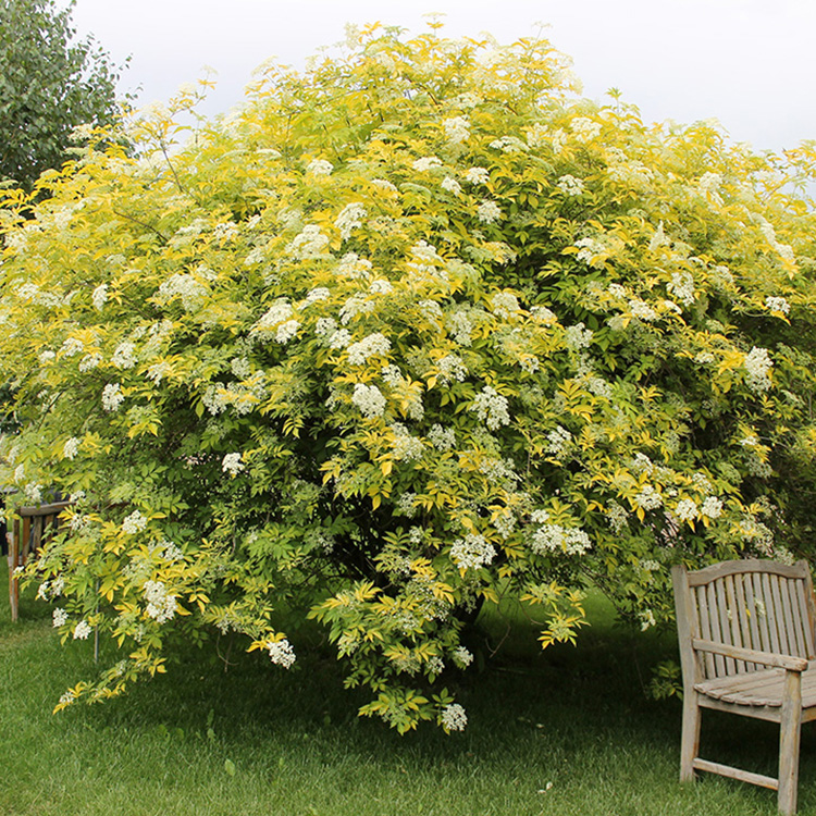 Sambucus nigra "Aurea"
