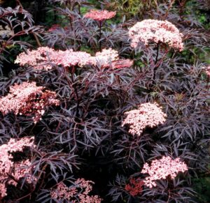 Sambucus nigra "Black Lace"
