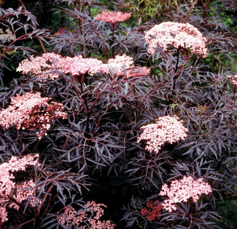 Sambucus nigra "Black Lace"