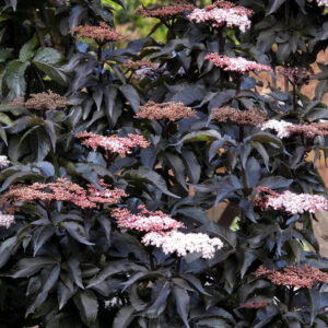 Sambucus nigra "Black Tower"