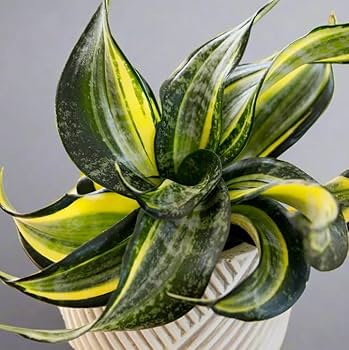 Sansevieria "Spiral Star"