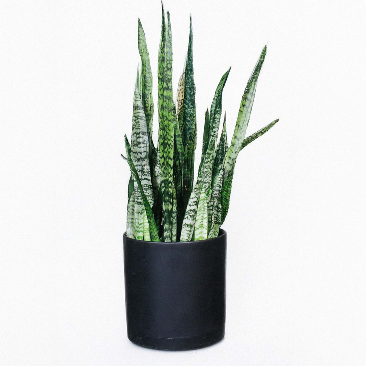 Sansevieria "Zeylanica"
