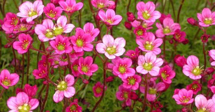 Saxifraga arendsii "Blütenteppich"