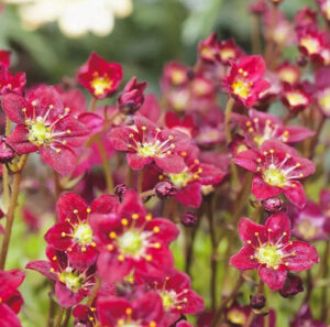 Saxifraga arendsii "Purpurteppich"