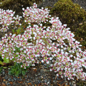 Saxifraga cotyledon "Southside Seedling"