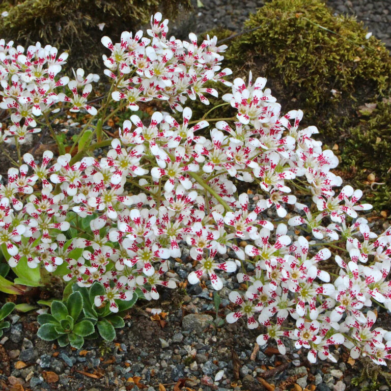 Saxifraga cotyledon "Southside Seedling"