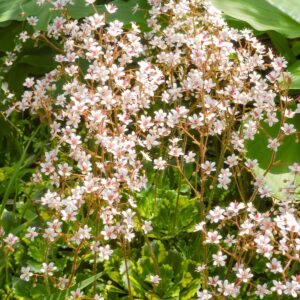 Saxifraga urbium "Variegata"