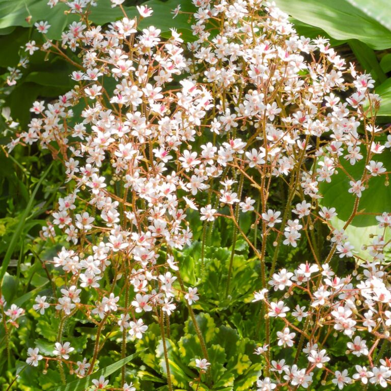 Saxifraga urbium "Variegata"