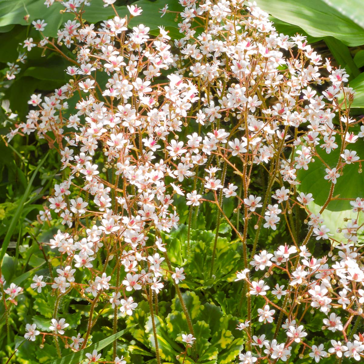 Saxifraga urbium "Variegata"