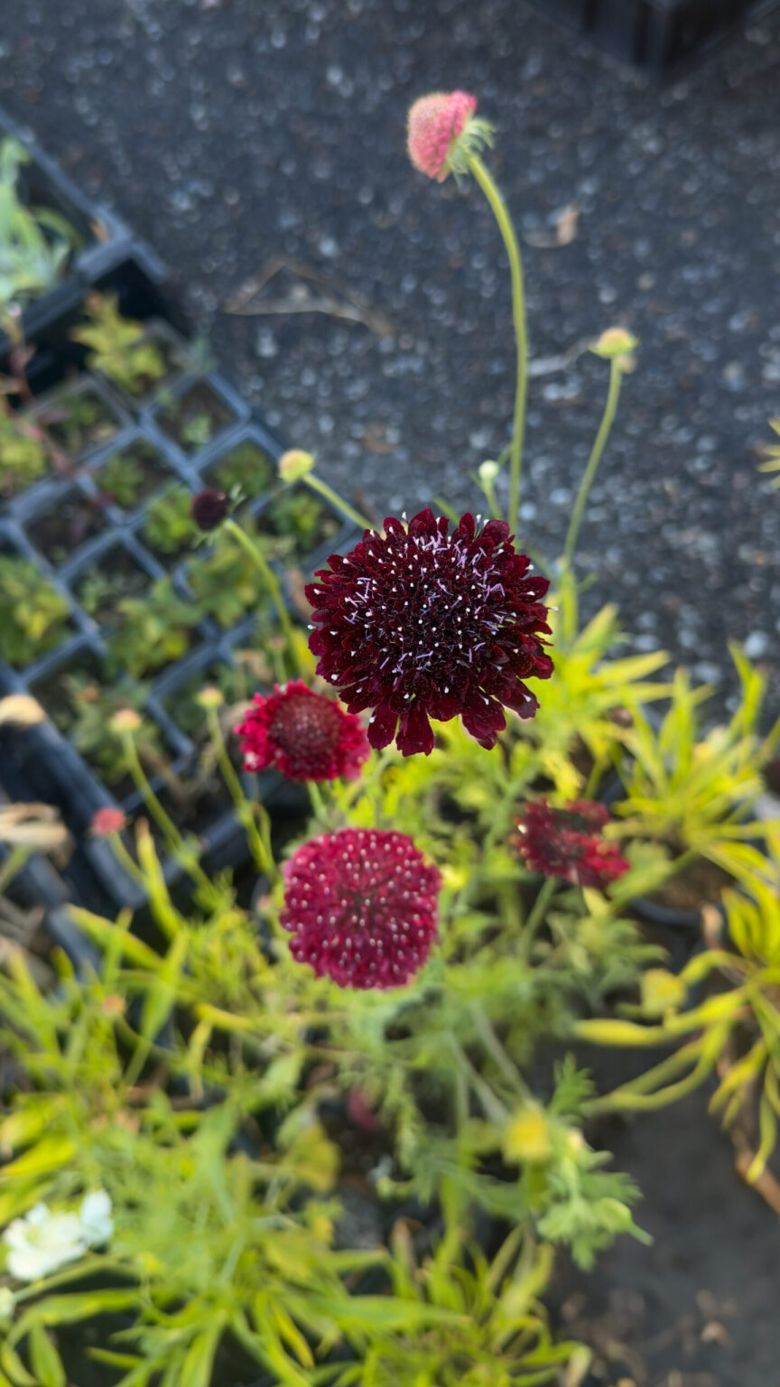 Scabiosa atropurpurea Summer Fruits