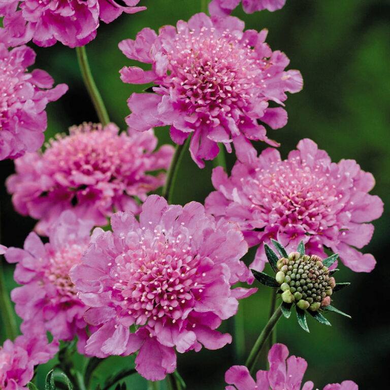 Scabiosa japonica "Pink Diamonds"