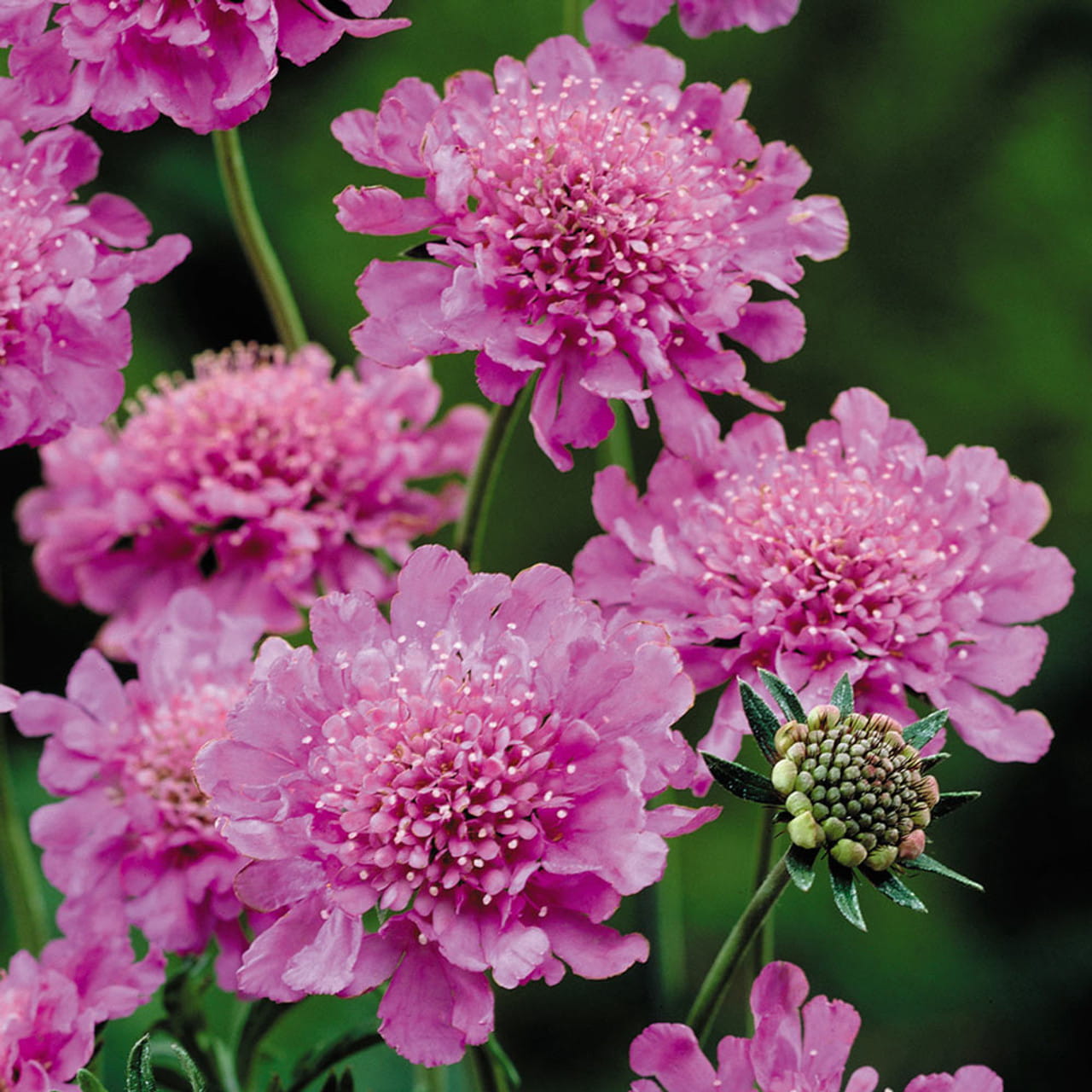 Scabiosa japonica "Pink Diamonds"