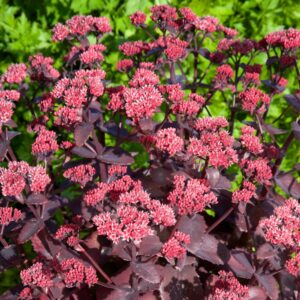 Sedum "Chocolate Cherry"