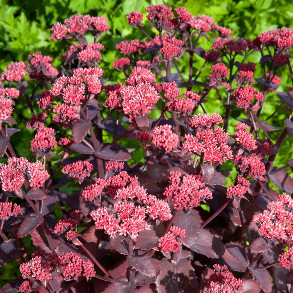 Sedum "Chocolate Cherry"