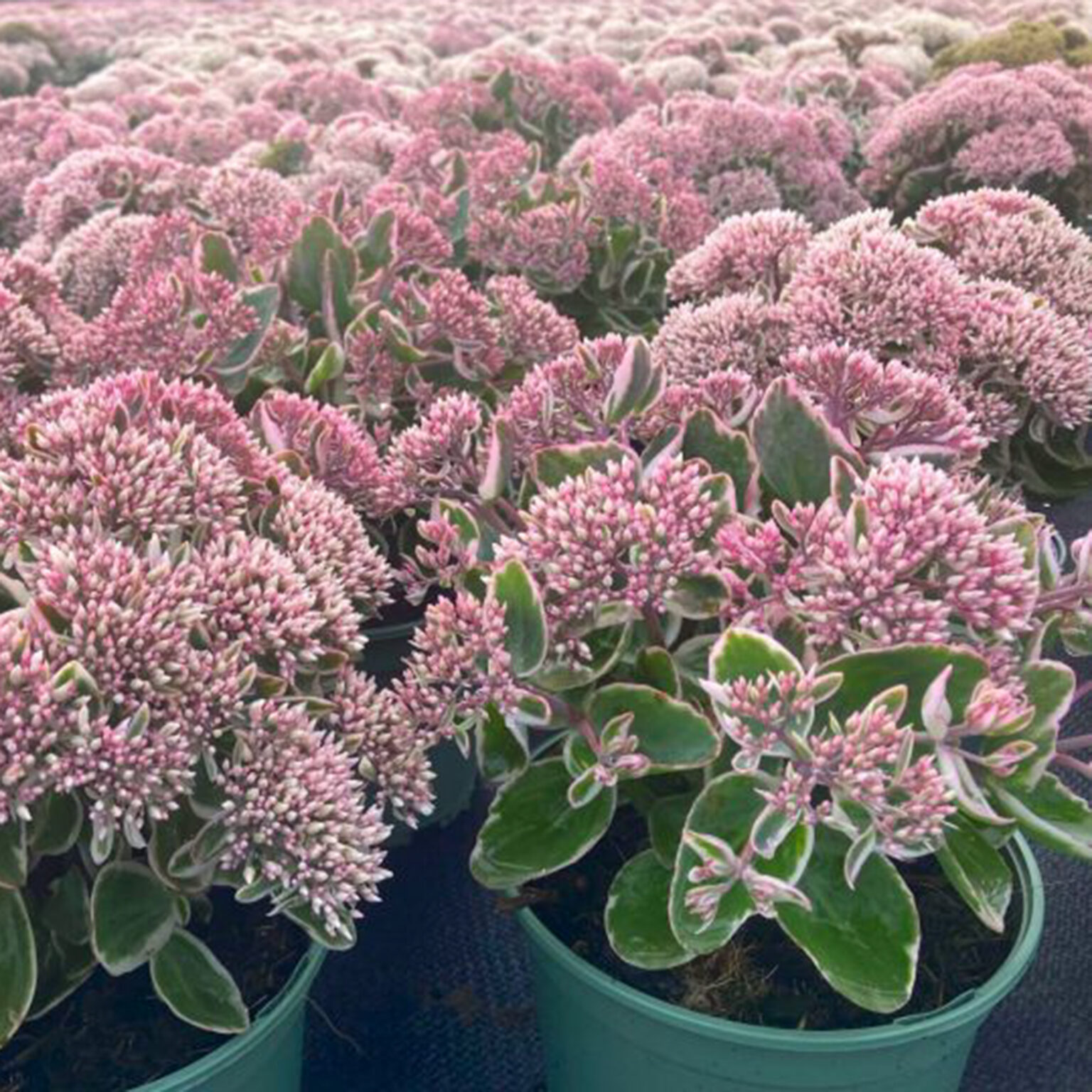 Sedum "La Vie en Rose"