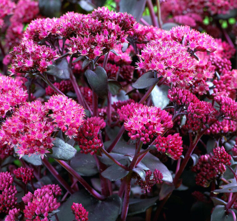 Sedum "Purple Emperor"