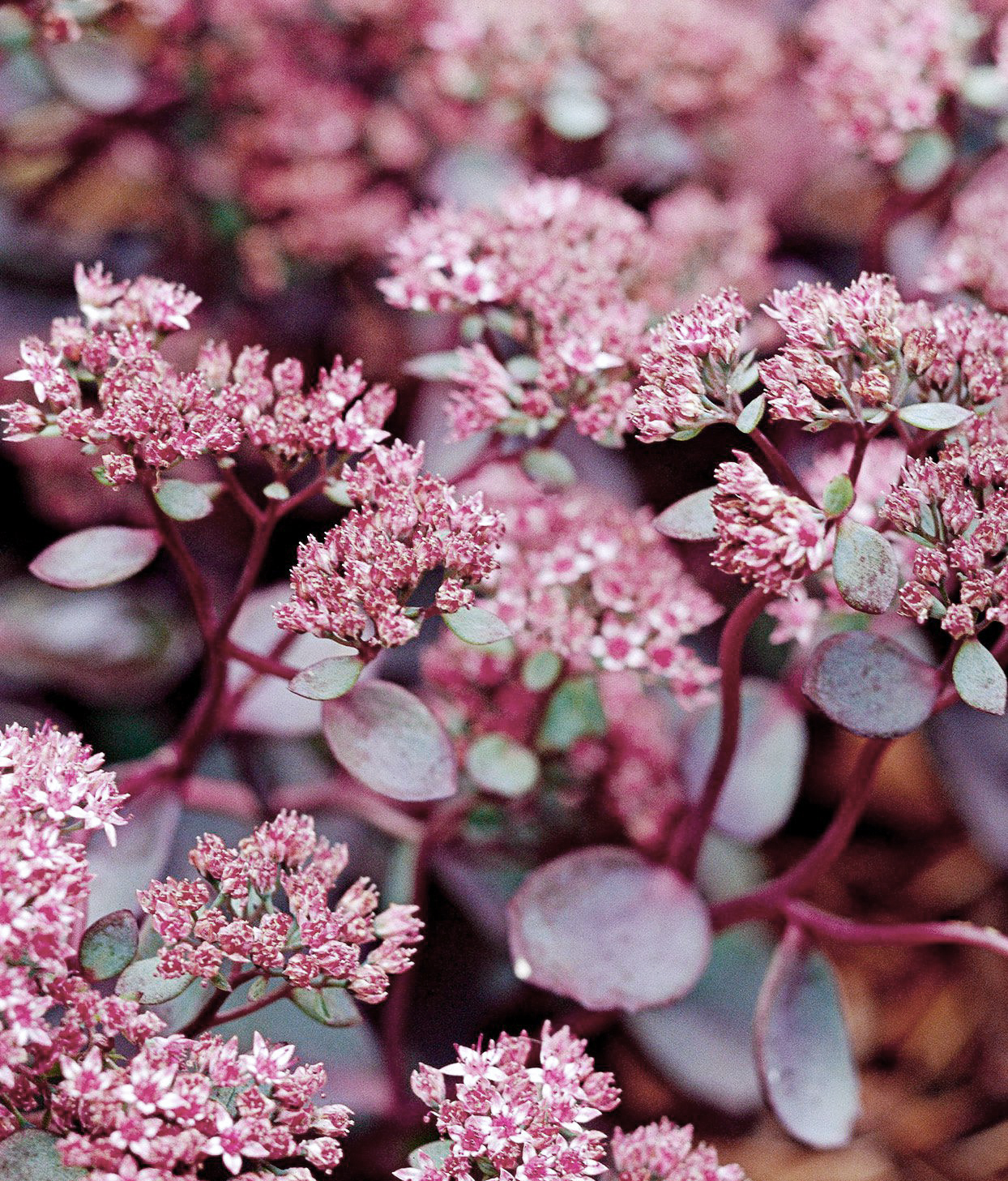 Sedum "Red Sparkle"