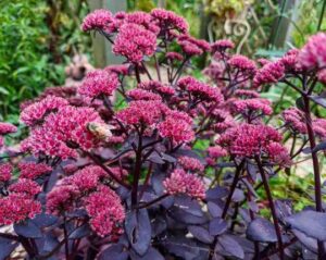 Sedum "Touchdown Teak"